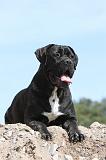 CANE CORSO 456